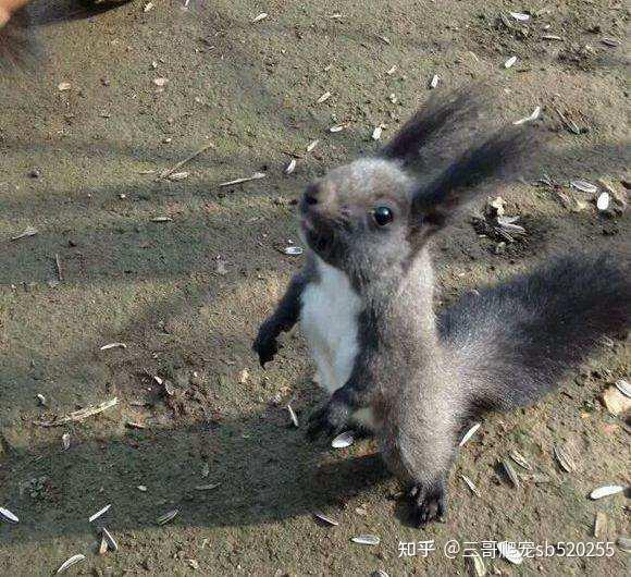 红腹黄山金花雪地魔王松鼠怎么养