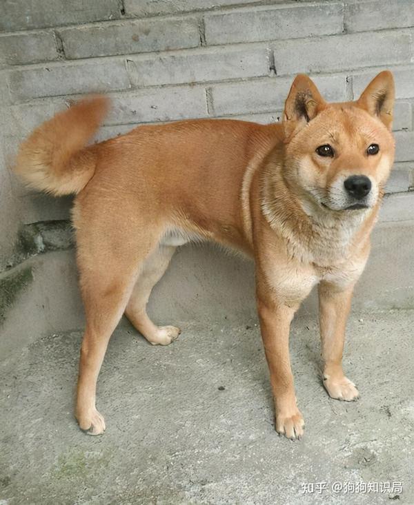 把土狗养成高级犬是怎样的体验?网友:不知道,但很开心. - 知乎