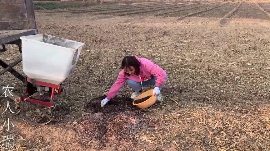 小瑞哥哥开拖拉机真帅指使妹妹毫不心软二叔跟老爸干活不说话