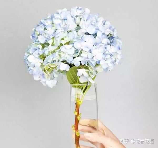 鲜切花材绣球花的养护教程 知乎