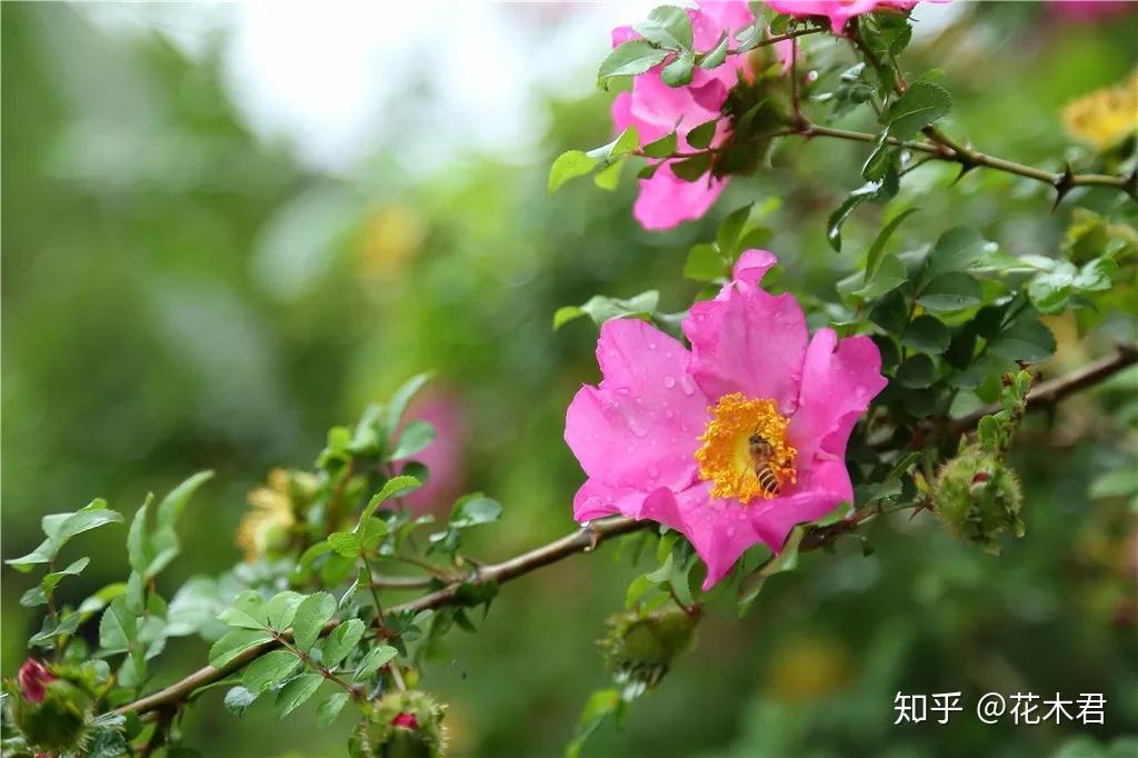 刺梨(缫丝花):果实酸甜可口,花朵也如此娇美 - 知乎