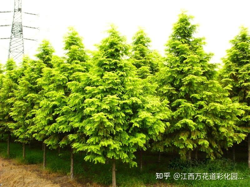 辉黄杉:彩叶苗木成园林设计新宠 - 知乎