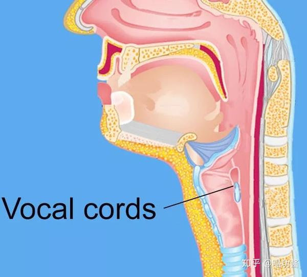 (胸声与压缩,构成了强混声的形成,一个决定了厚度与支撑力,一个决定了