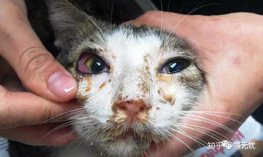 关于猫鼻支的详细介绍