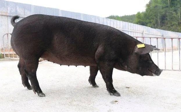 盒马或将启动史上最大变革山下长黑猪新品种培育成功爱妃苹果出咖啡