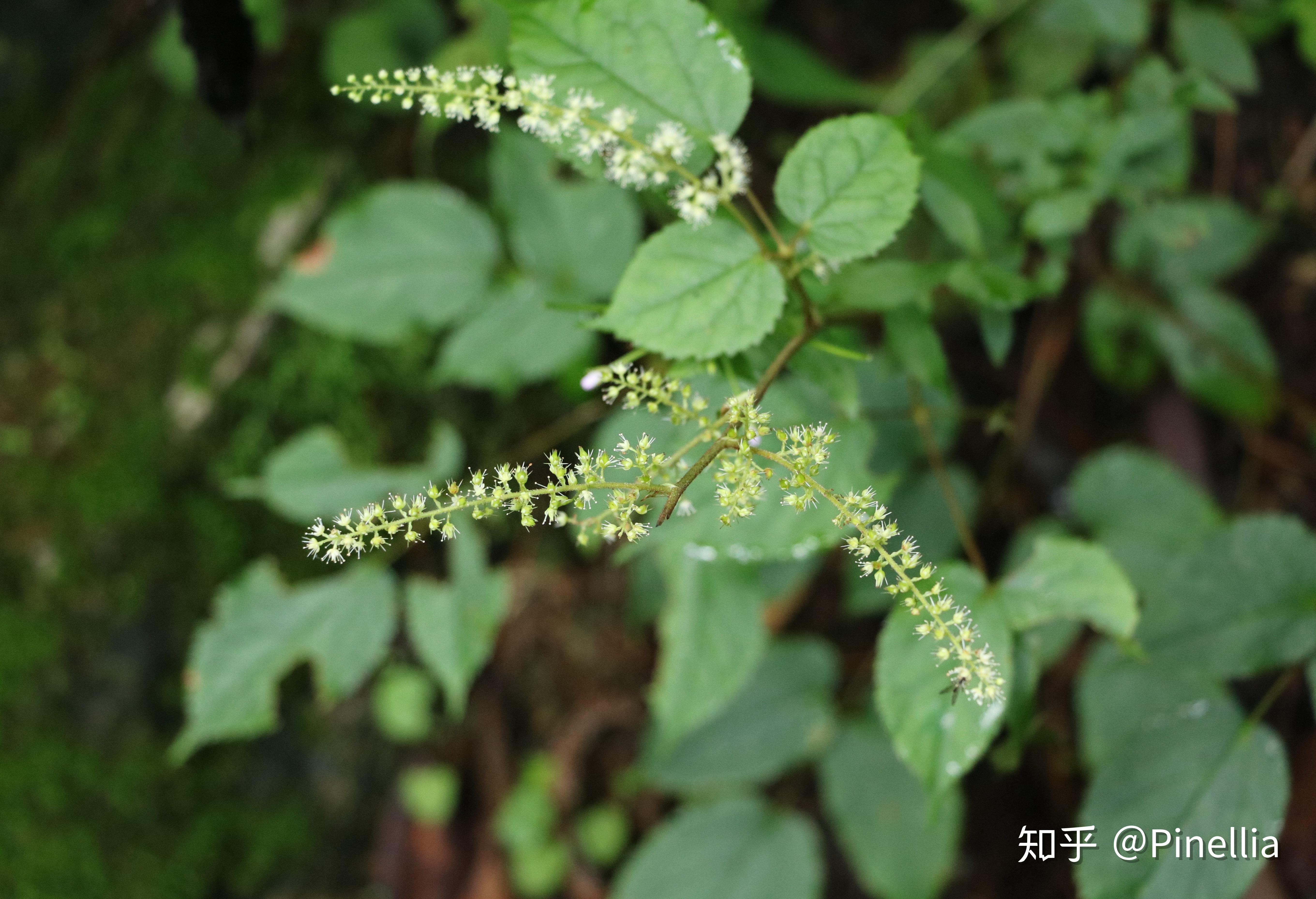 滇西北观花纪行其五// 苍山 - 知乎
