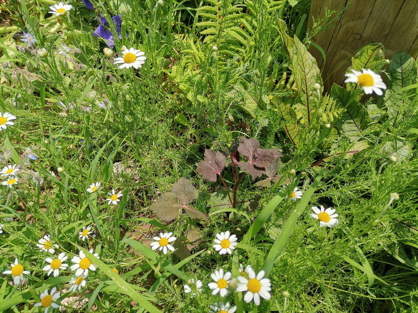食野之苹 叁 紫叶鸭儿芹花叶水芹 知乎