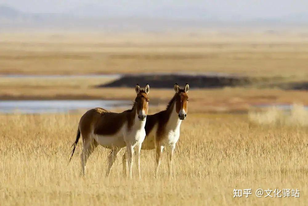 盗猎者就是用这种残忍的手段盗猎藏羚羊,盗猎者只盗取藏羚羊皮张,然后