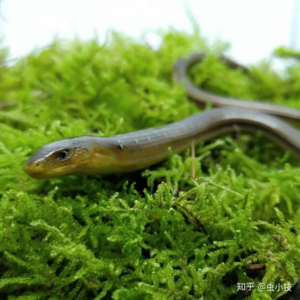 脆蛇蜥养殖分享干货断尾会再长出无毒无害