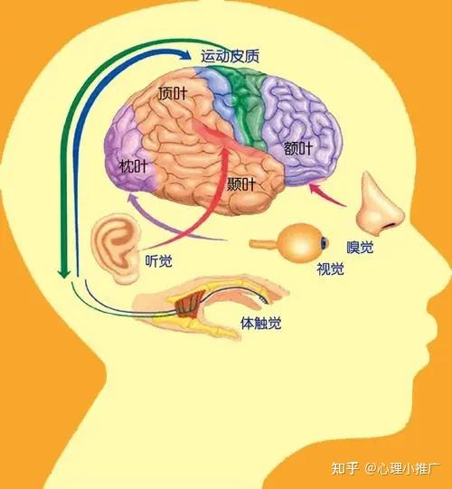 大脑皮质的功能定位图图片