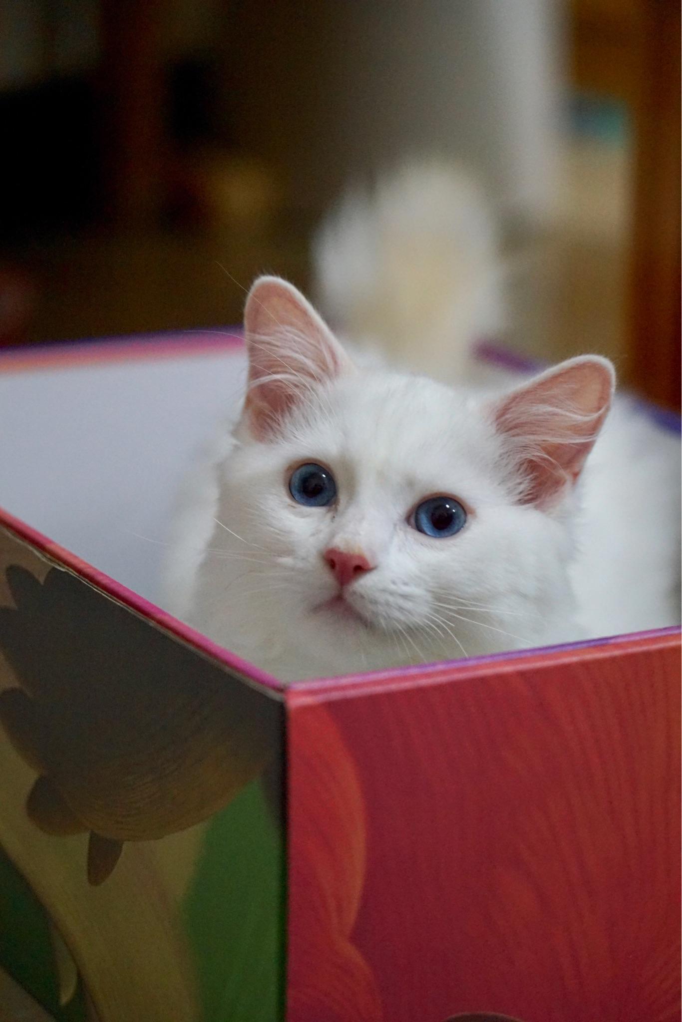 有没有纯白色的布偶猫?