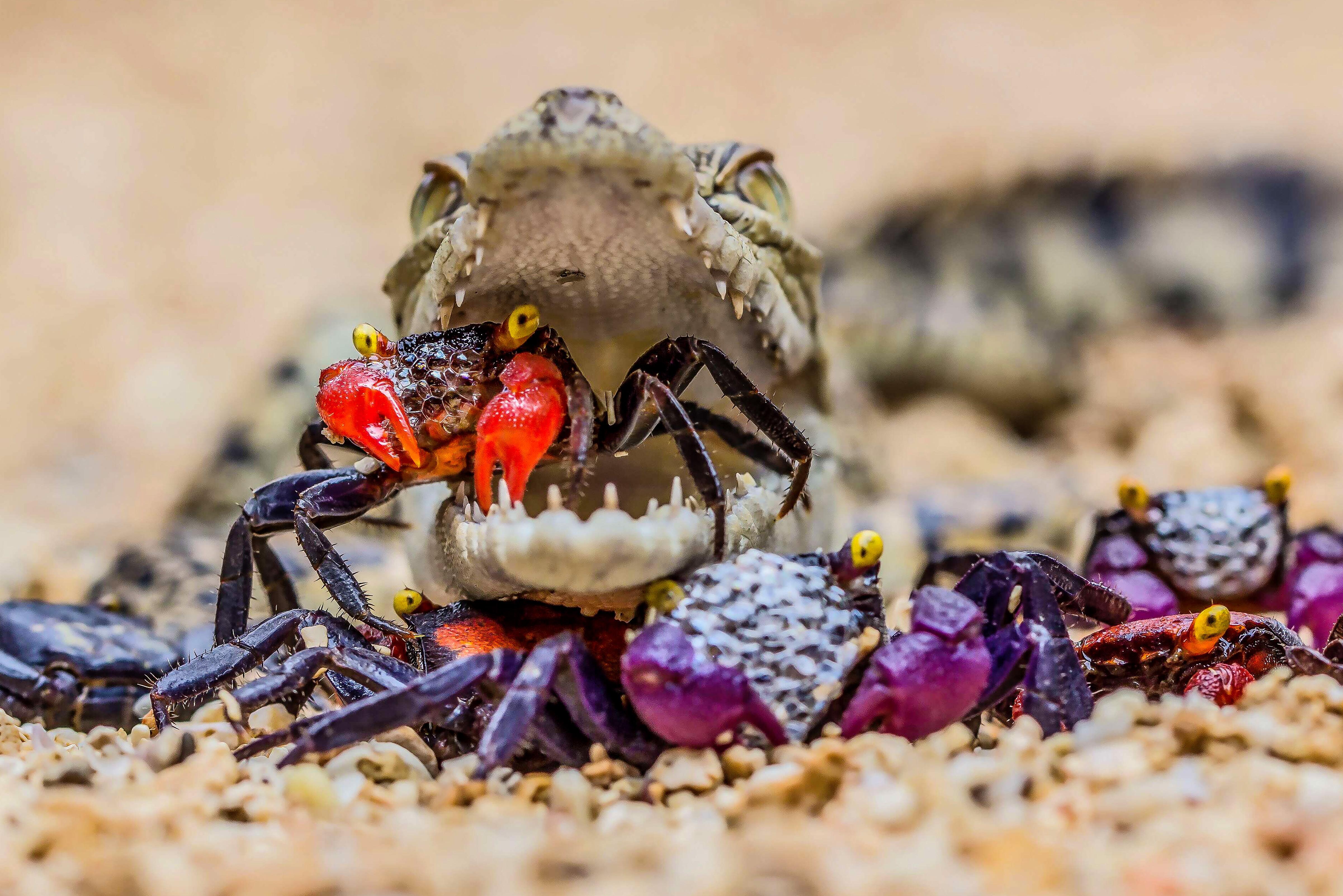 盘点那些奇奇怪怪的螃蟹