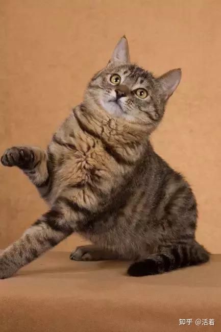 中国古代四大名猫 - 知乎