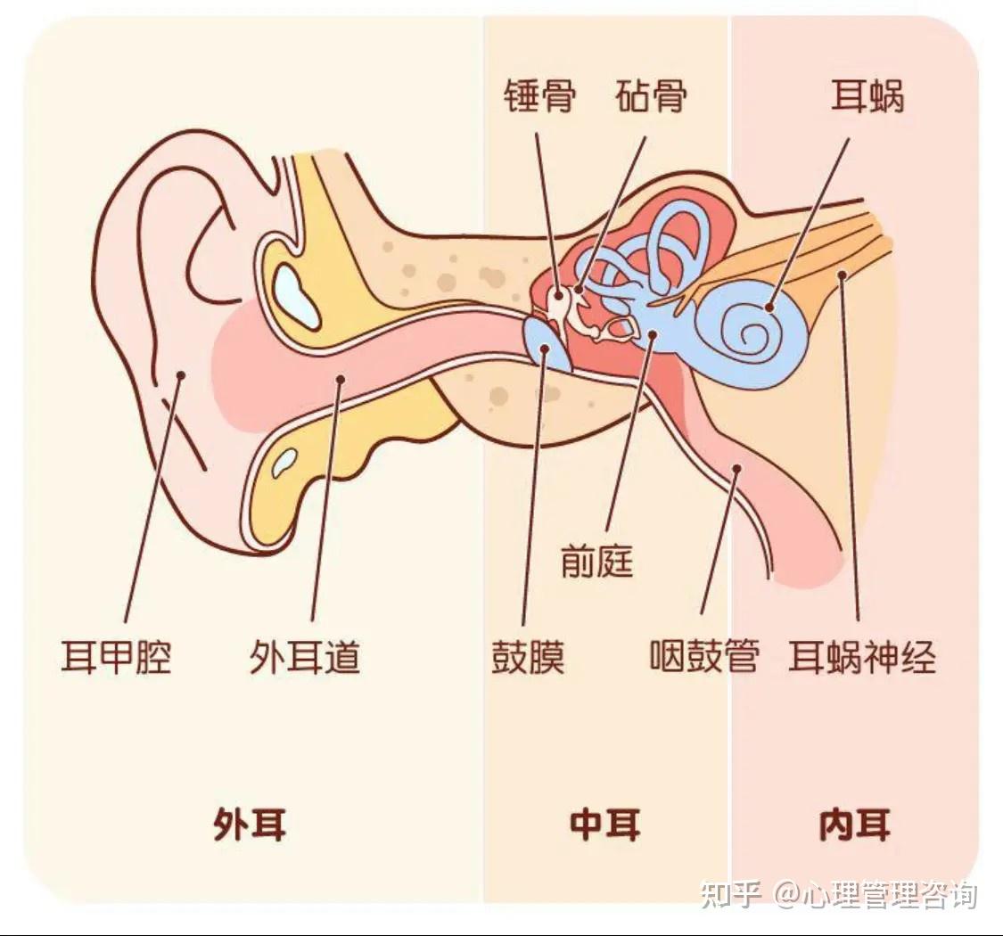 外耳道在哪个位置图片