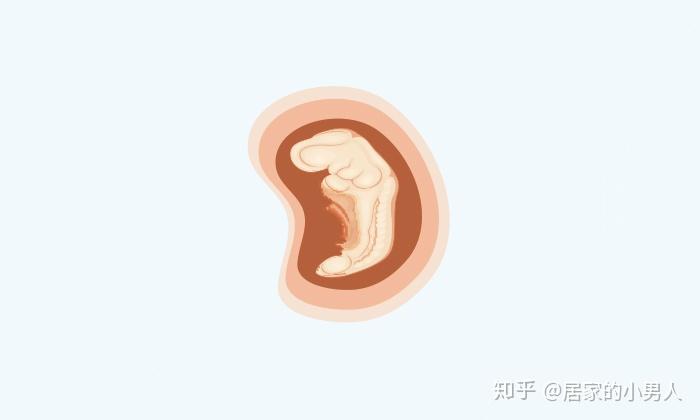 怀胎十月胎儿发育全过程图解,快看看宝宝长成什么样了! - 知乎