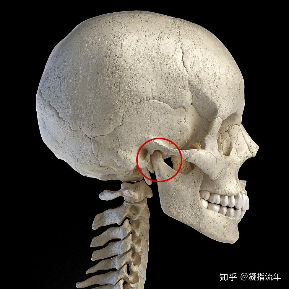颅骨中唯一可活动的关节是颞下颌关节,即下颌骨与颅骨中的颞骨之间的