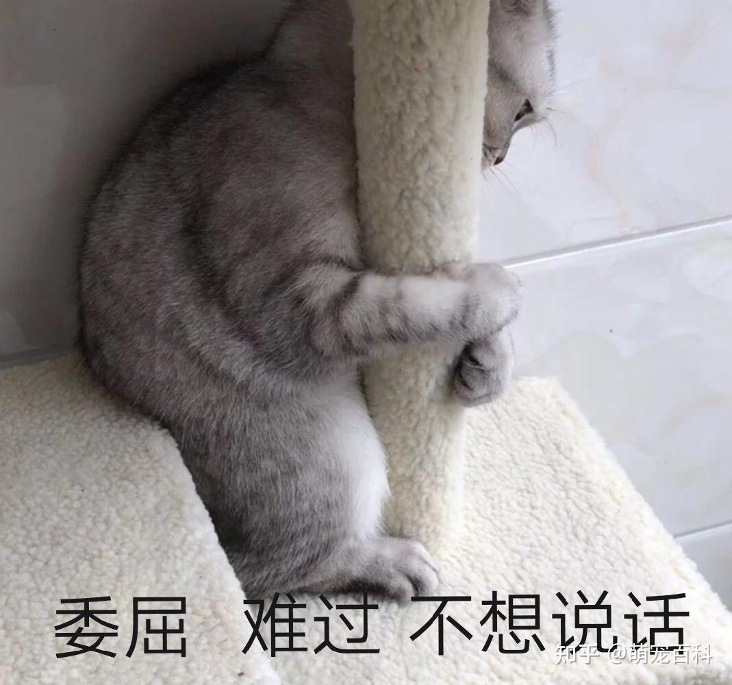 猫咪特别娇气,不能打不能骂,有时候做错了事情,说它两句,还委屈得不行