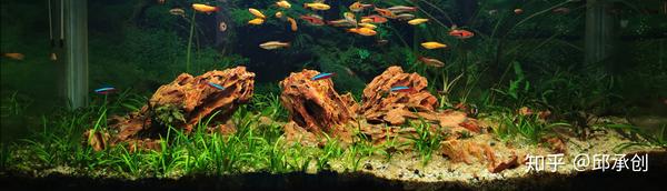 鱼缸里种什么种类的水草最容易打理 请推荐几种好养好看的