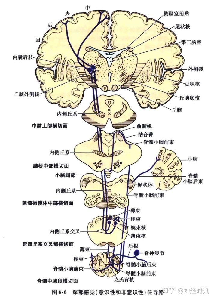 感觉传导通路解剖精讲及定位诊断 