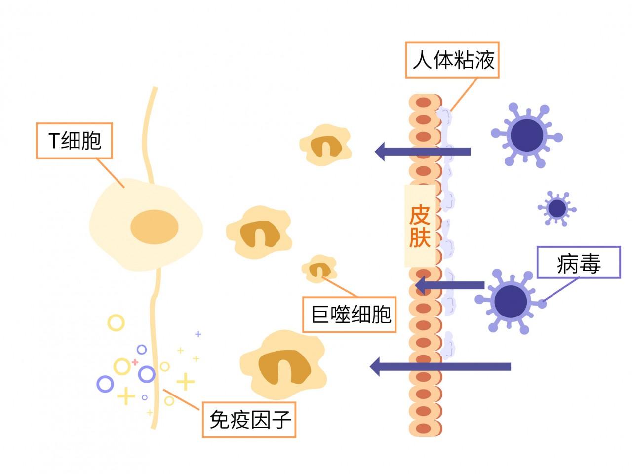 寶寶免疫力的守護衛士——合普諾免疫球蛋白輔食營養品 - 知乎