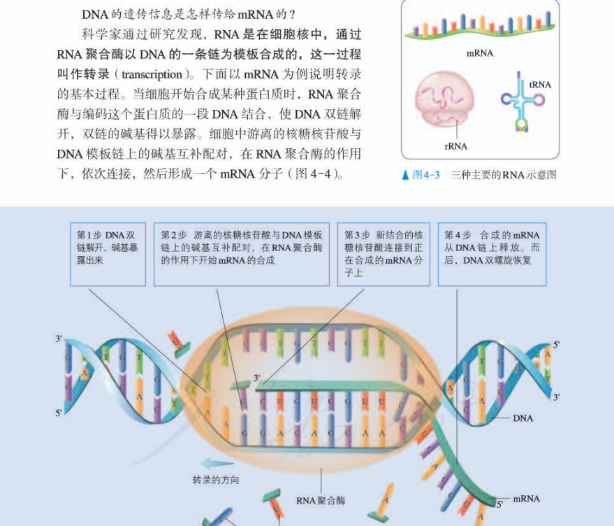 rna的转录过程示意图图片