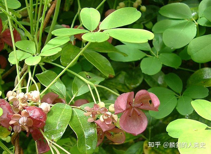 【植物界全系列】毛茛目—木通科(上) - 知乎