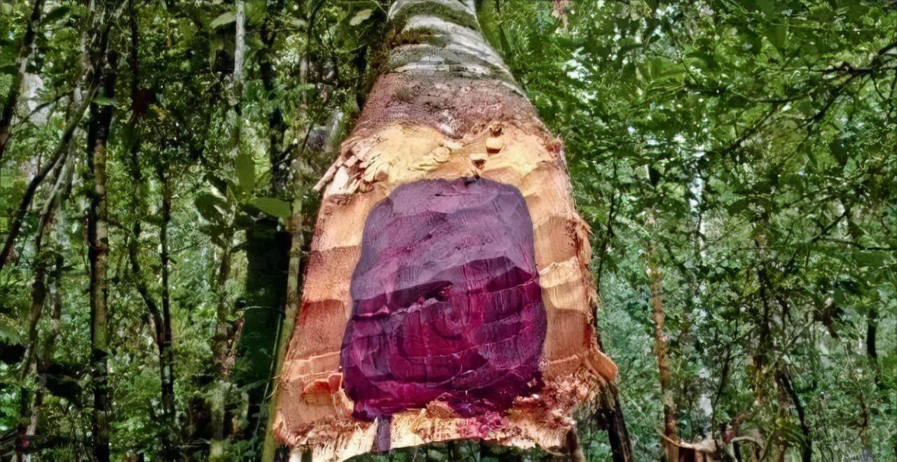 大叶紫檀的行情普遍要高于大红酸枝,经过2013-2014年的马达加斯加百船