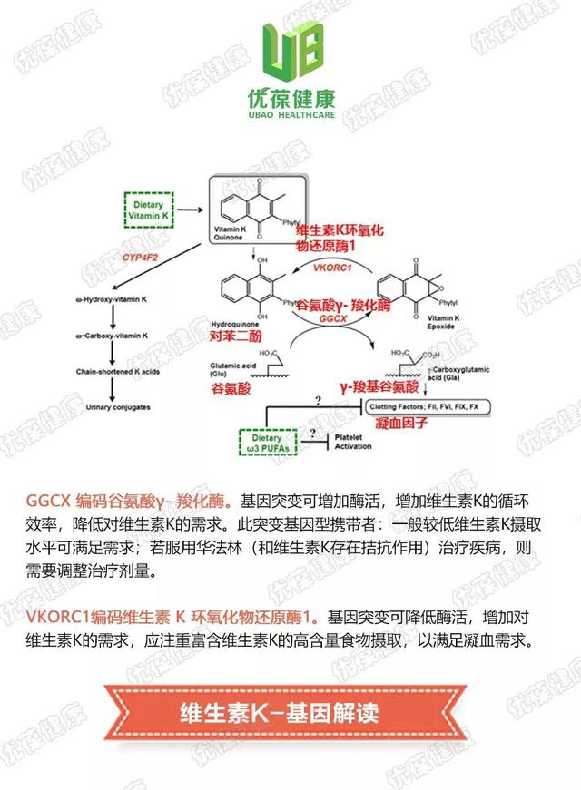 才能避免缺乏或过量;而当需求少时,服用抗血栓药物华法林的患者需要