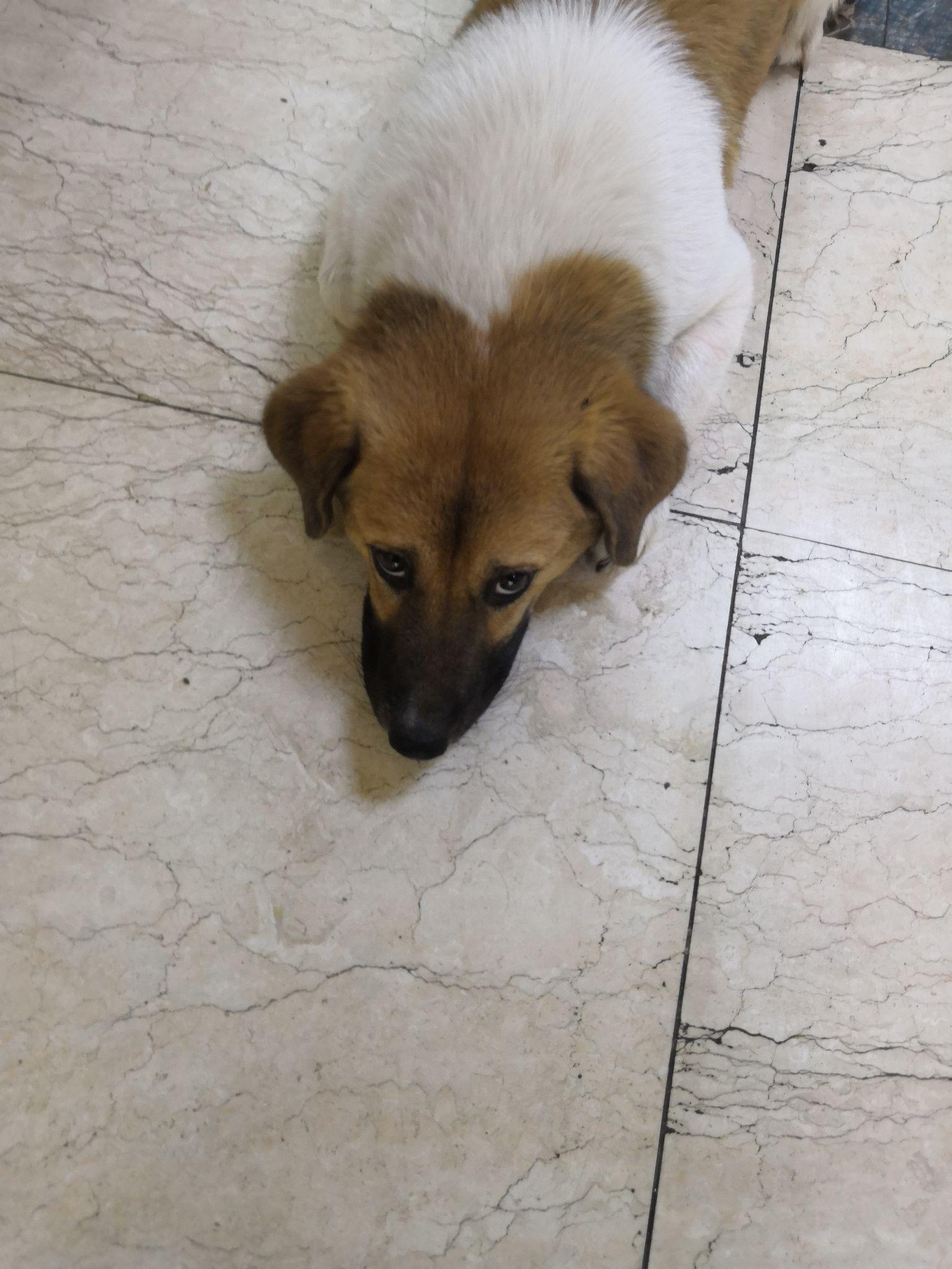 正宗的中华田园犬到底长什么样?