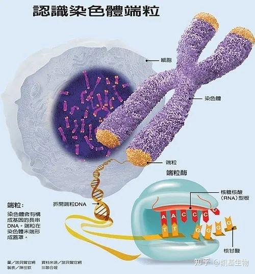 触发衰老的“生物钟”——端粒与端粒酶 - 知乎