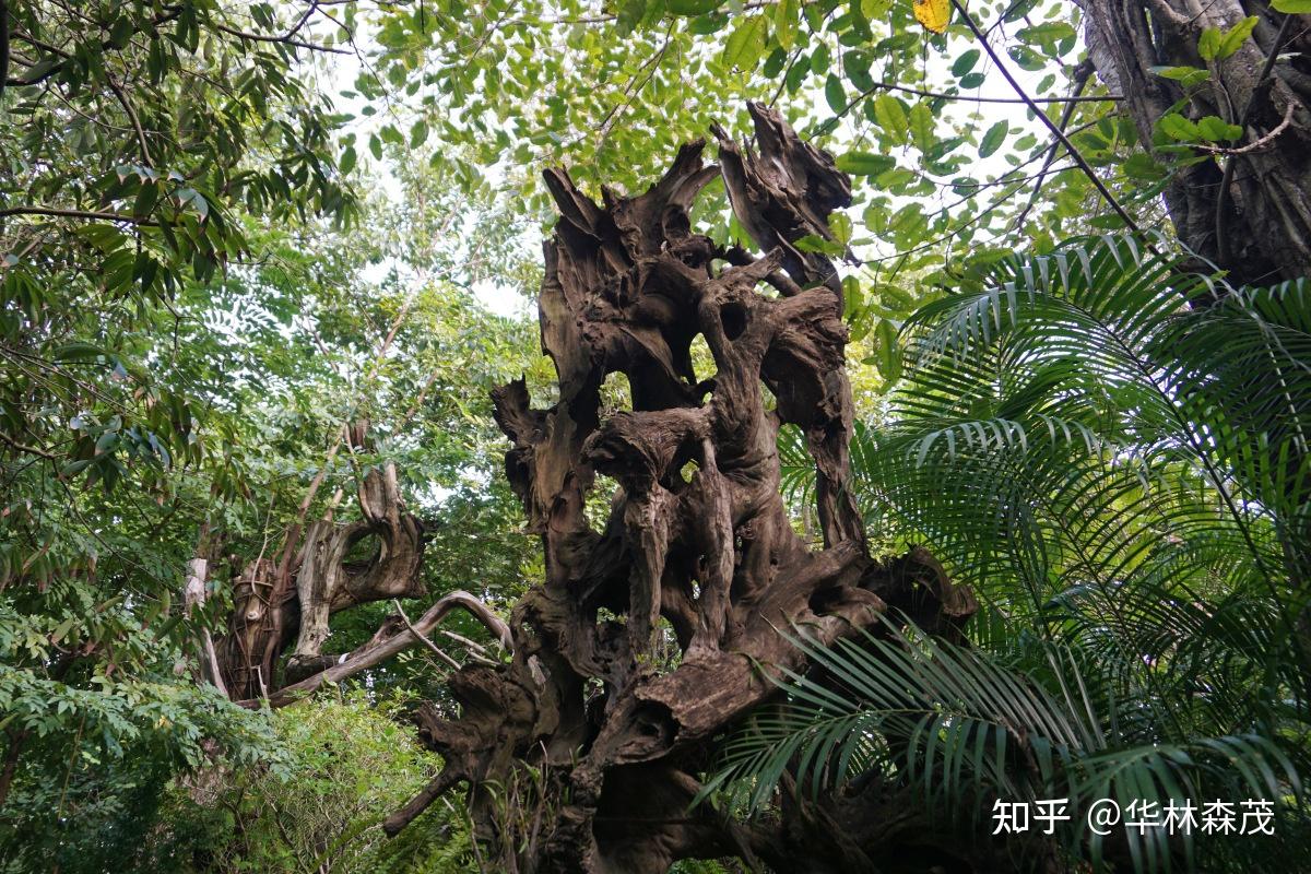 古树名木保护 - 古树树龄鉴定|古树的年龄是怎么测算的? - 知乎
