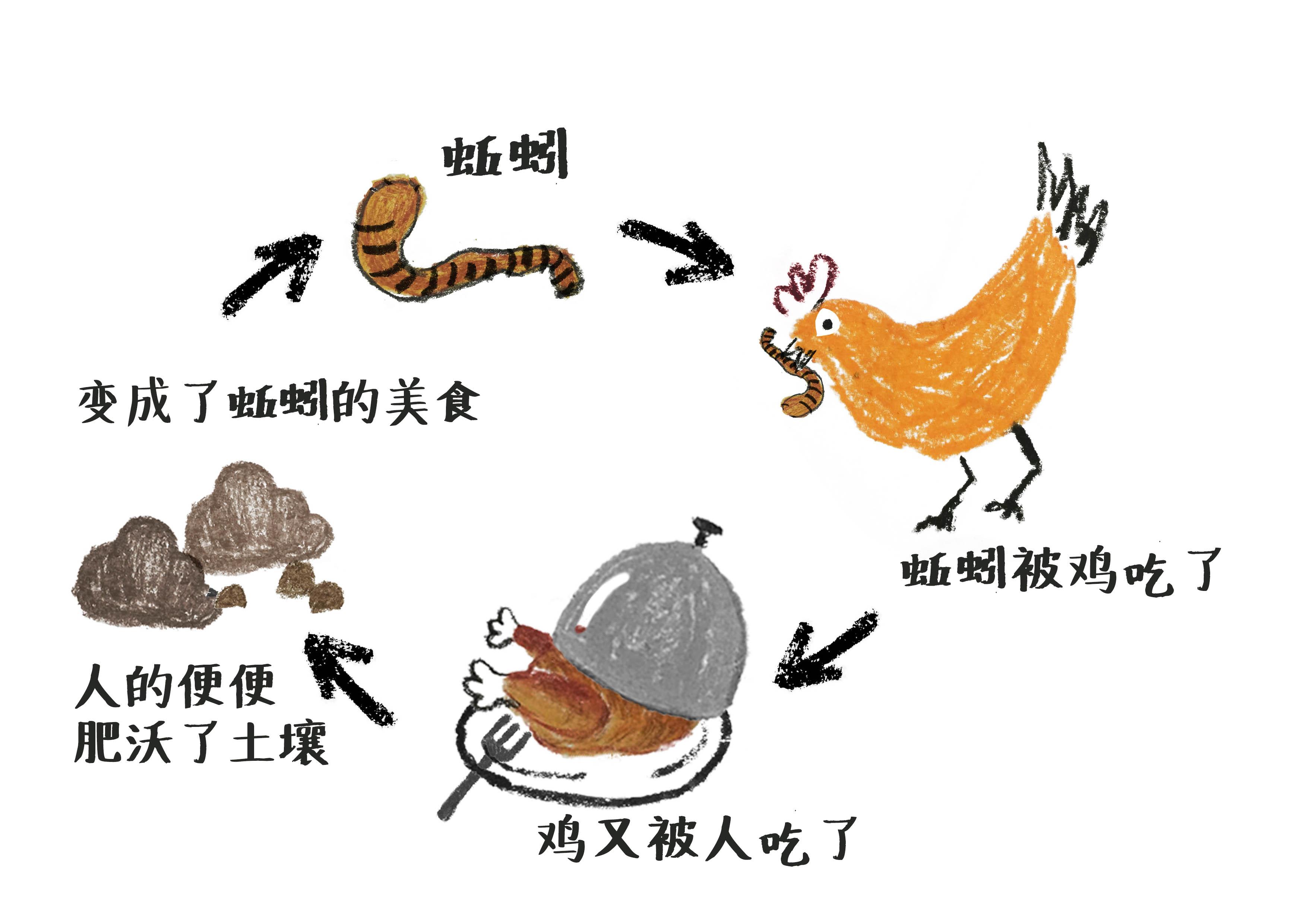 食物链循环的例子图片图片