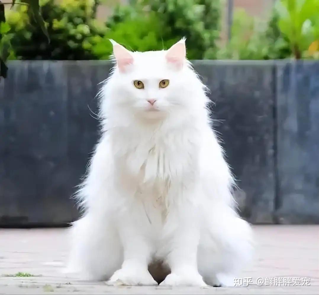 田园猫中的“王者”狮子猫 - 知乎