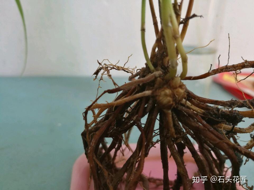 冬天文竹有4怕做错了就黄叶掉渣子难怪过不了冬