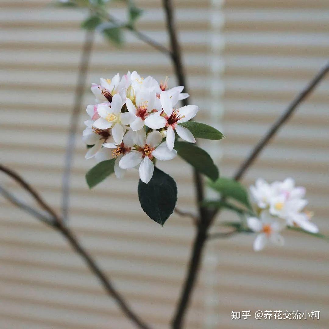 海岛春花养护指南,如何养成每年开花的盆栽灌木 - 知乎