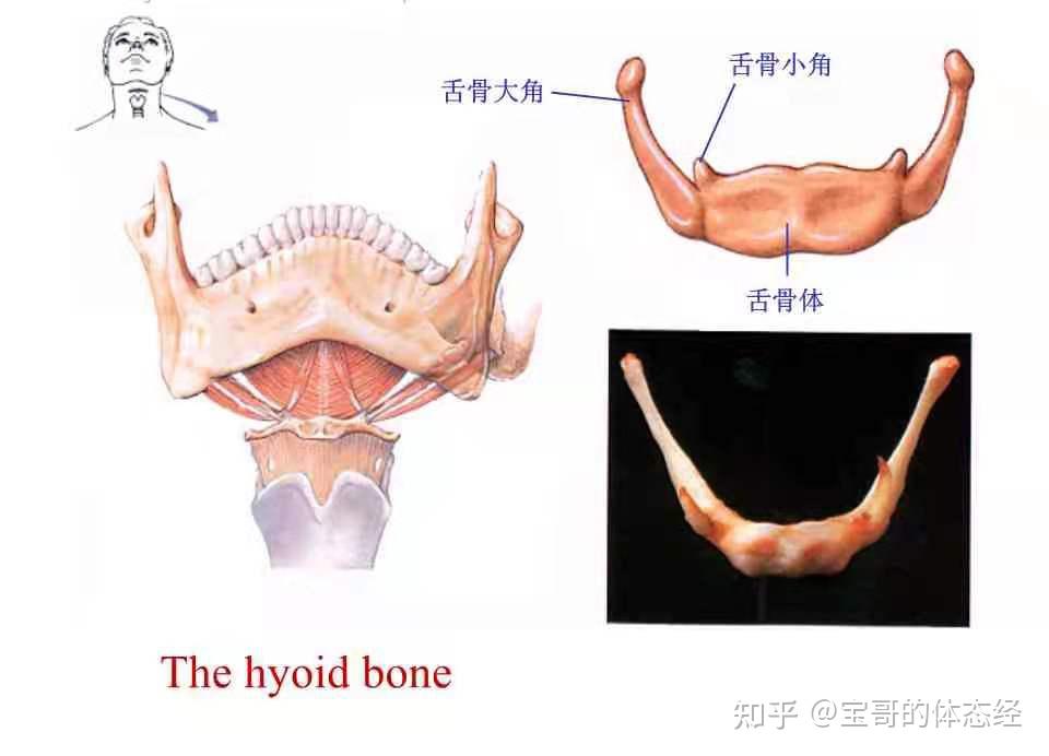 呈u型,头前伸的时候,下颌骨跟颈椎之间夹角变大,舌骨位置前移,时间久