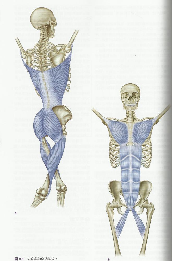 筋膜是包裹全身各部的结缔组织,它覆盖体壁,插入肌群,附着于骨,包绕