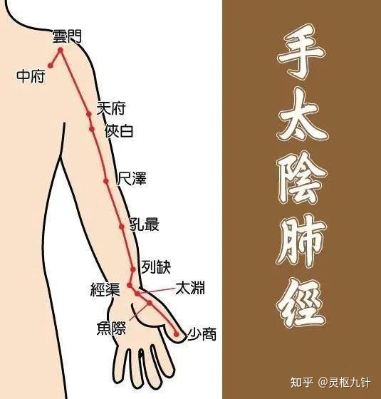 手太阴肺经——中府穴 - 知乎