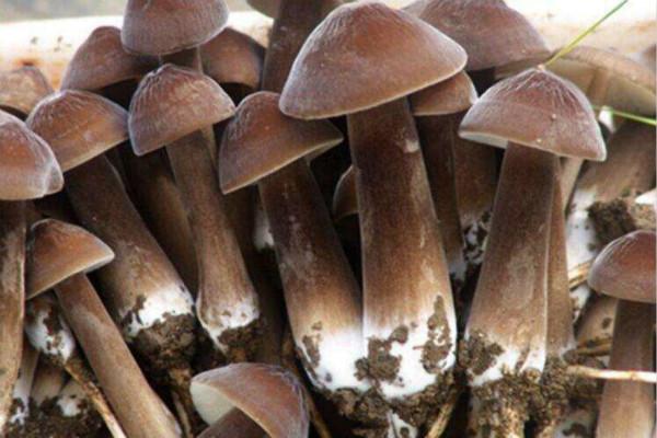 野生鸡枞菌和人工鸡枞菌的区别 - 知乎