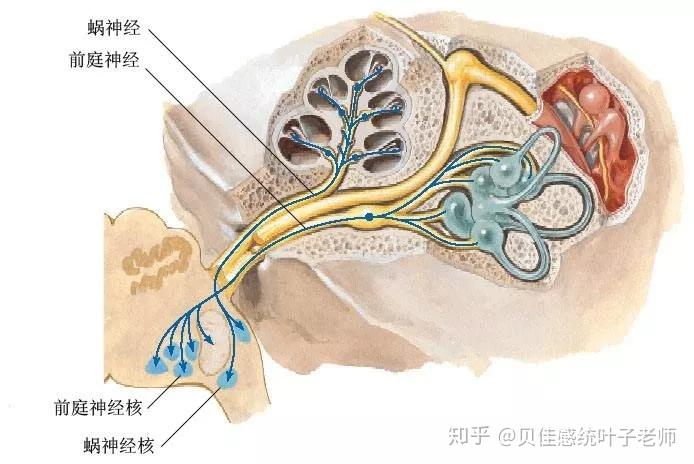 大脑的枢纽——强大的前庭觉 - 知乎