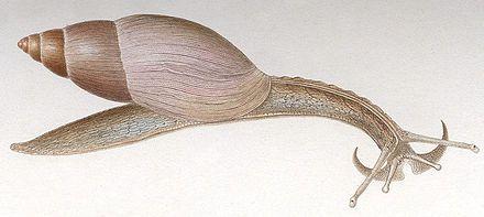 玫瑰狼蜗专业贪婪的入侵物种数十种蜗牛灭绝的元凶睡前软体动物学133