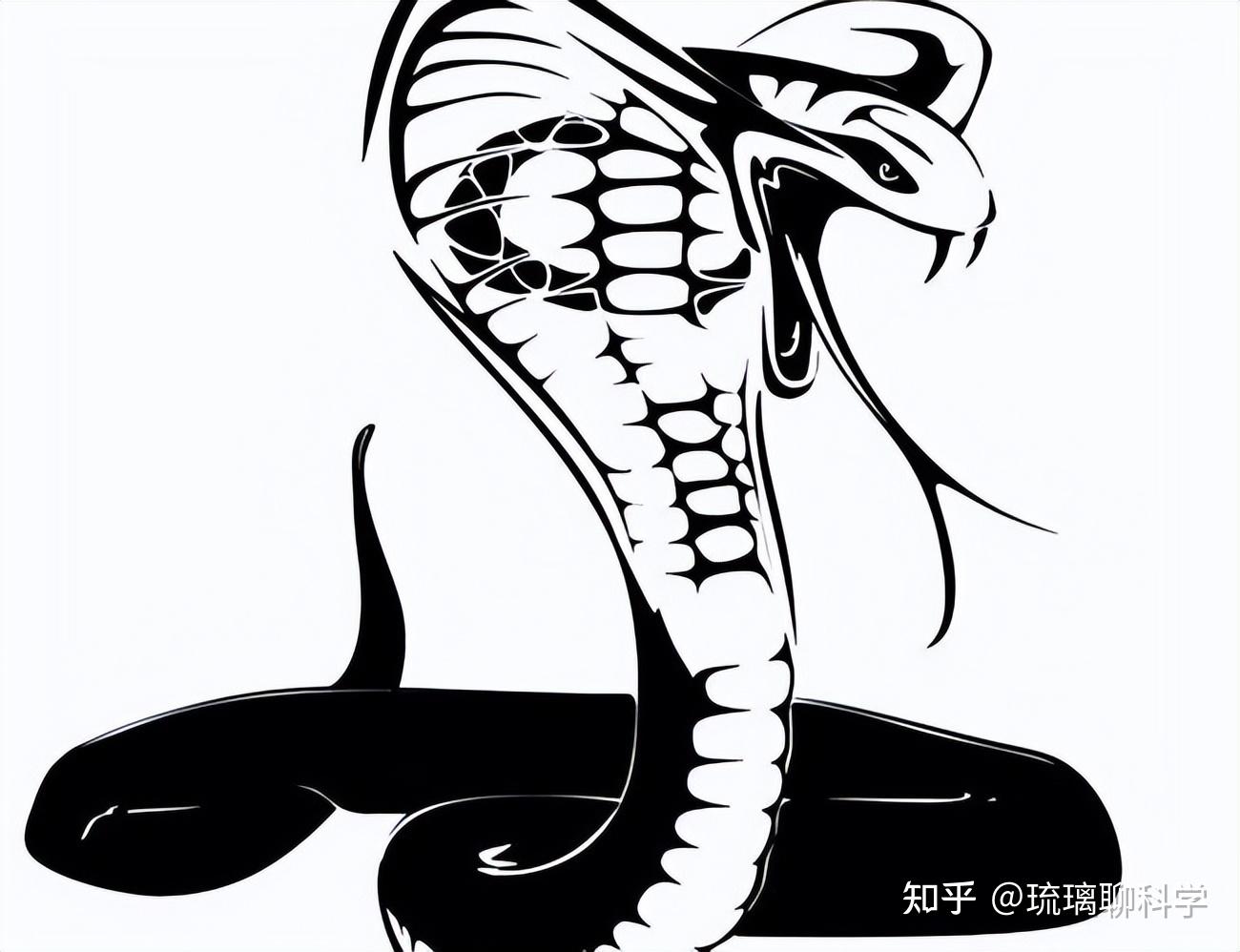 Vintage风格的蟒蛇 蛇或毒蛇 雕刻的手绘旧爬虫草图，用于纹身、贴纸或 向量例证 - 插画 包括有 图画, 艺术: 164494049