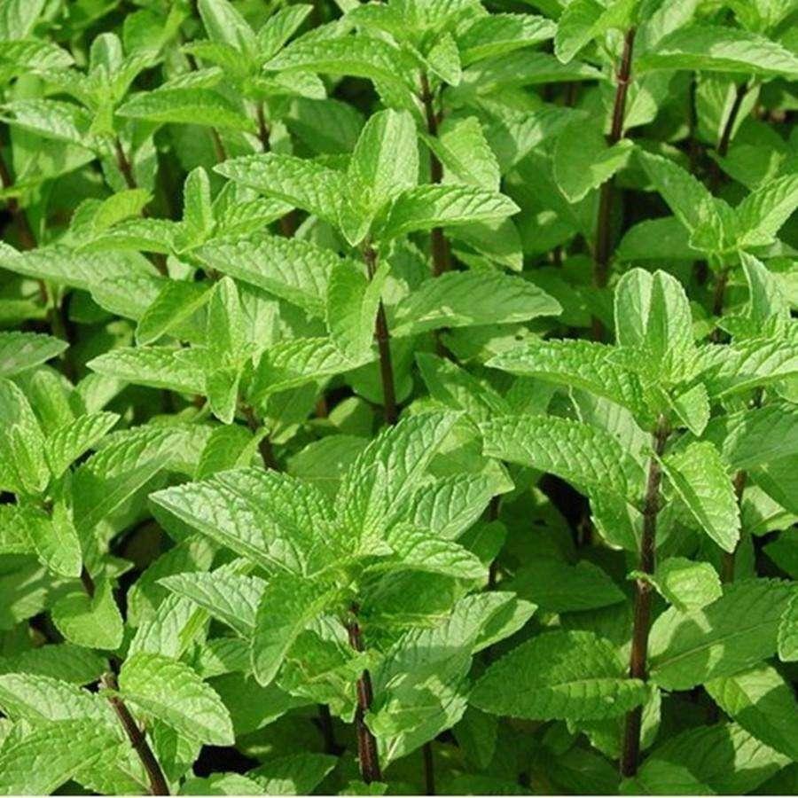 有哪些适合家庭种植的食用香草？ - 知乎