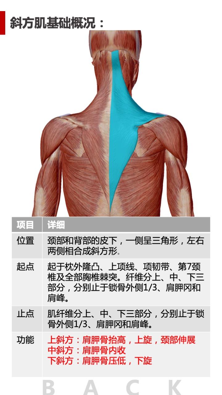 背部肌群解剖