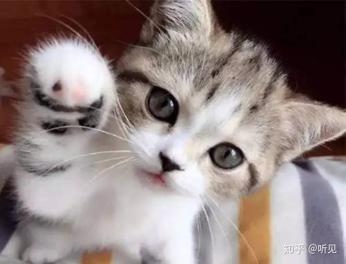 猫草为什么容易发霉 猫草发霉还能要吗 猫草上面有些白白的