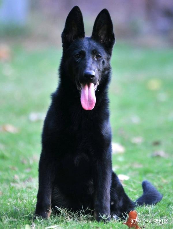 由于黄色斑块的分布接近铁包金,这种毛色有时也被一些人称为dobie