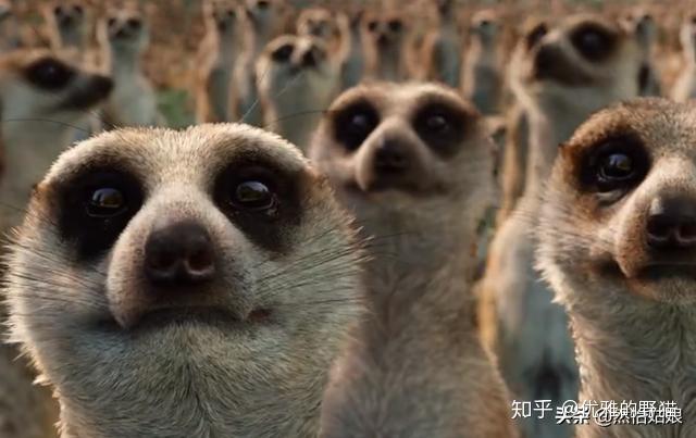 少年派的奇幻漂流影评