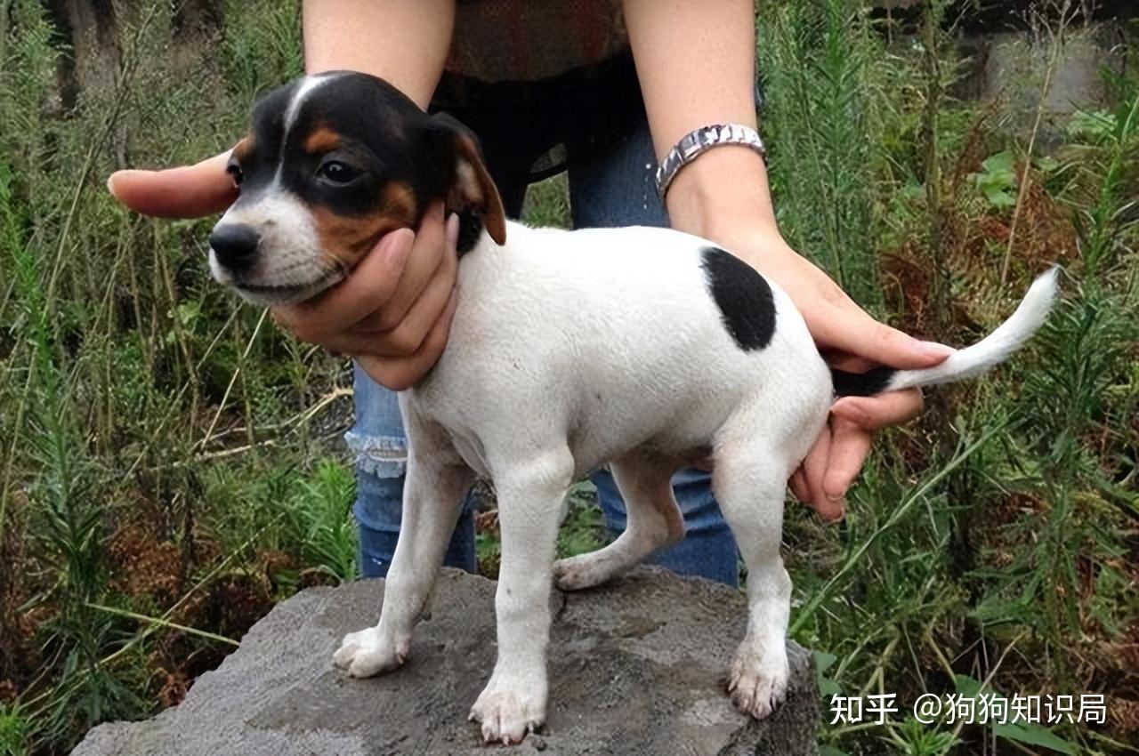 中国"6大猎犬",很多人还不认识,几乎濒临灭绝 - 知乎