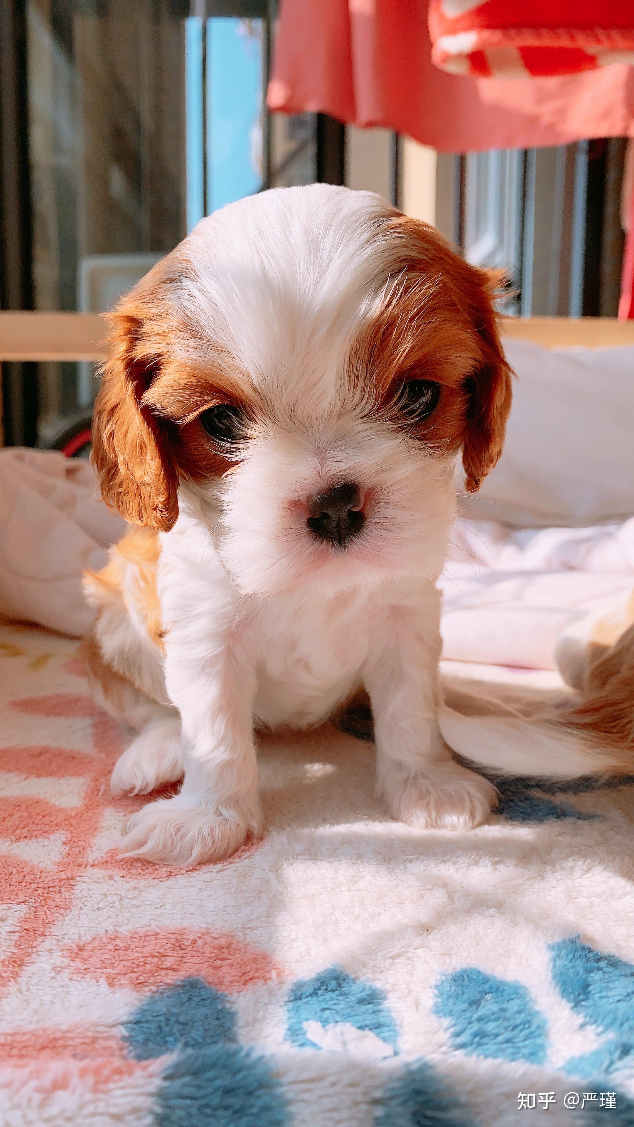 查理王小猎犬宝宝满月啦 - 知乎