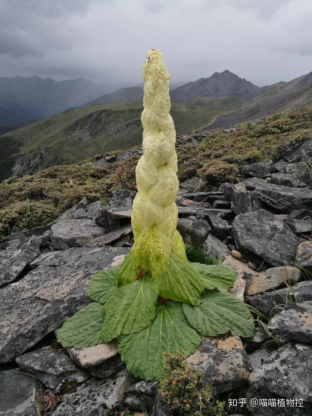 西藏高原特有的植物——塔黄 最高可长到1米… - 堆糖，美图壁纸兴趣社区